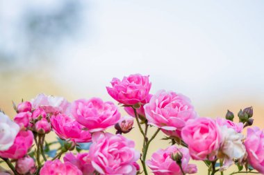 Bahçedeki güzel pembe güller