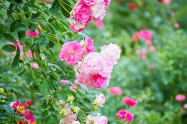 Bahçedeki güzel pembe güller