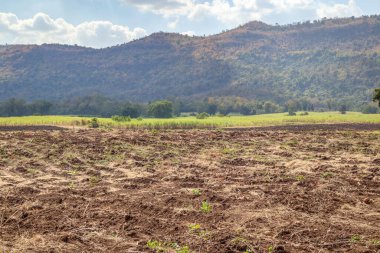 Dağ ve mavi gökyüzü ile şeker kamışı tarlası