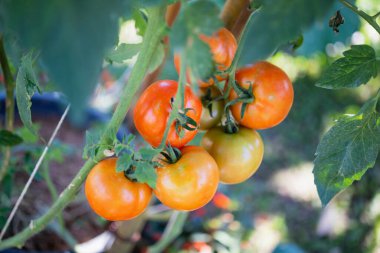 Taze kırmızı olgun domatesler asılmış asma bitkisine Sera bahçesinde yetişiyor