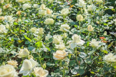 Bahçedeki güzel beyaz güller