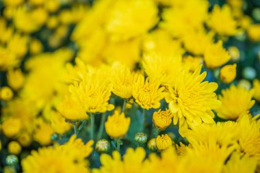 Sarı kasımpatı çiçeği. Arka planı kapat.