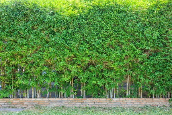Бамбукове Дерево Зеленим Листям Прикраса Огорожі Відкритому Фоні — стокове фото