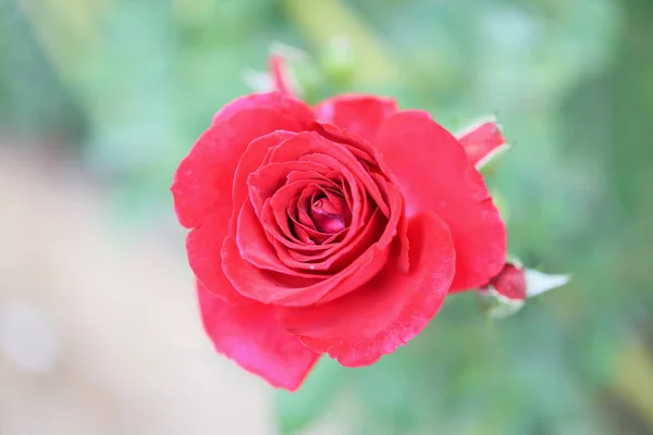 Gyönyörű Vörös Rózsa Virág Kertben — Stock Fotó