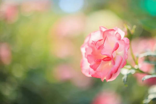 花园里美丽的粉红色玫瑰 — 图库照片