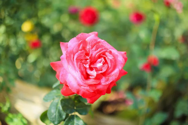 Hermosas Rosas Rojas Florecen Jardín — Foto de Stock
