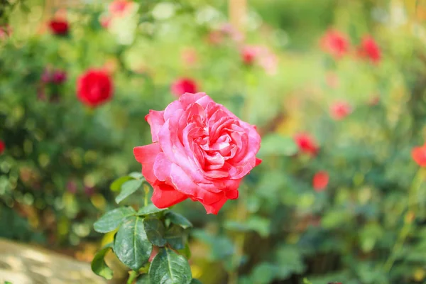 Piękne Czerwone Róże Kwiat Ogrodzie — Zdjęcie stockowe