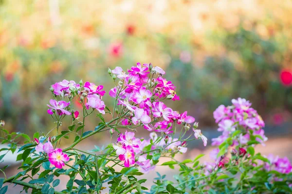 Hermosas Rosas Rosadas Florecen Jardín —  Fotos de Stock