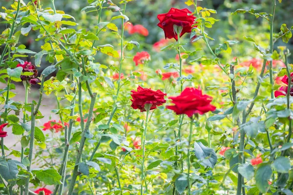 Beautiful Red Roses Flower Garden — Stock Photo, Image