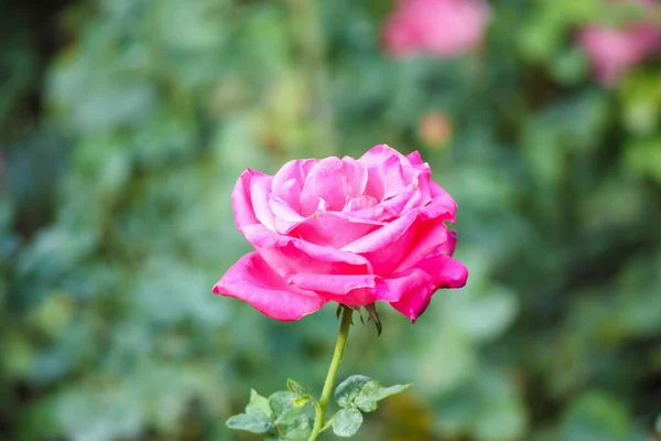 Розовый Цветок Саду — стоковое фото