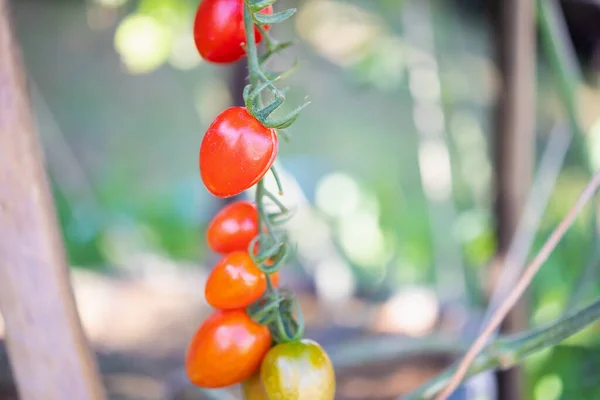 Tomates Fraîches Mûres Rouges Accrochées Plante Vigne Poussant Dans Jardin — Photo