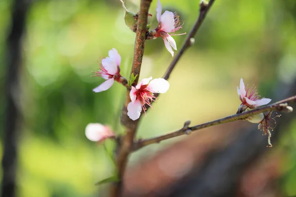 Çin Eriği Çiçeği Yaklaş — Stok fotoğraf