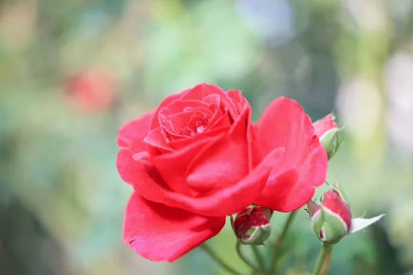 Mooie Rode Rozen Bloem Tuin Stockfoto