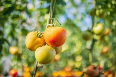 Taze kırmızı olgun domatesler asma ağacında asılı organik bahçede yetişiyor.