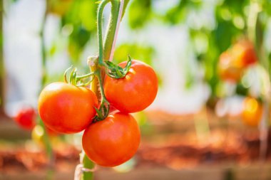 Taze kırmızı olgun domatesler asma ağacında asılı organik bahçede yetişiyor.