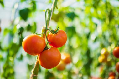 Taze kırmızı olgun domatesler asma ağacında asılı organik bahçede yetişiyor.