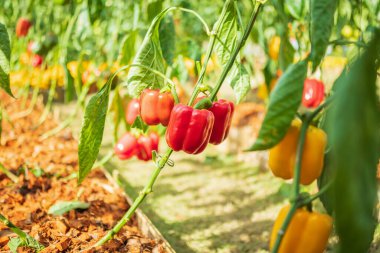 Kırmızı çan biberi bitkisi organik bahçede yetişiyor.