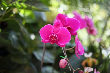 Güzel falaenopsis orkidesi çiçek açan bahçe çiçekleri.