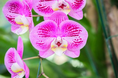 Güzel falaenopsis orkidesi çiçek açan bahçe çiçekleri.
