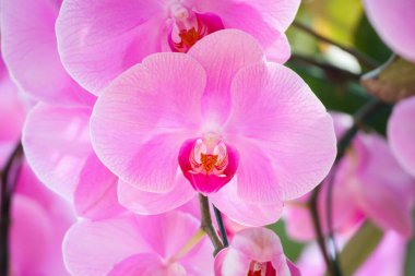 Güzel falaenopsis orkidesi çiçek açan bahçe çiçekleri.