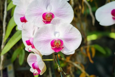 Güzel falaenopsis orkidesi çiçek açan bahçe çiçekleri.