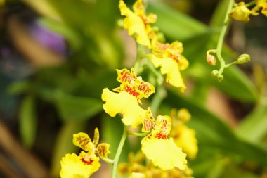 Çiçek bahçesinde açan güzel orkide çiçekleri.