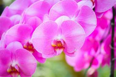 Güzel falaenopsis orkidesi çiçek açan bahçe çiçekleri.