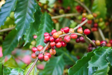 Ağaç dallarında taze kahve çekirdekleri.