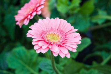 Bahçede pembe gerbera çiçekleri