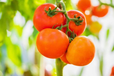 Taze kırmızı olgun domatesler asma ağacında asılı organik bahçede yetişiyor.