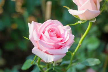 Bahçedeki güzel pembe güller