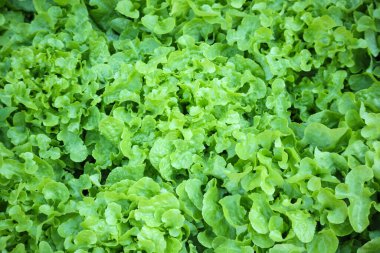 Taze yeşil marul salatası arka planda kalır
