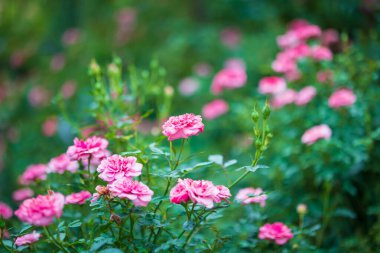 Bahçedeki güzel pembe güller