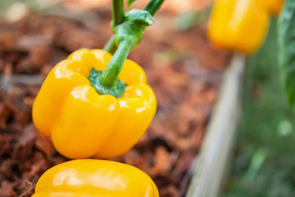 Yellow Bell Pepper Plant Growing Organic Garden — Stock Photo, Image