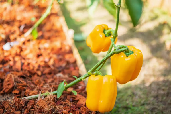 Yellow bell pepper plant growing in organic garden