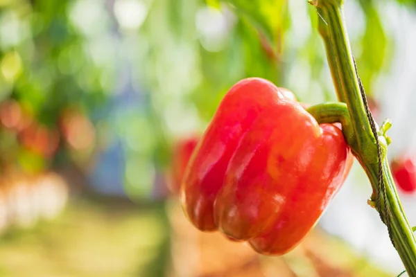 Red bell pepper plant growing in organic garden