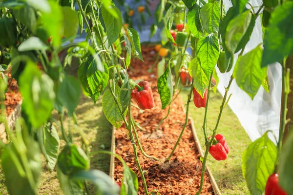 Red bell pepper plant growing in organic garden