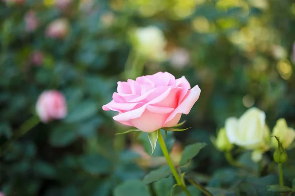 Hermosas Rosas Rosadas Coloridas Florecen Jardín — Foto de Stock