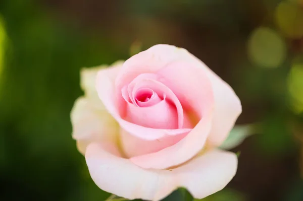 Piękne Kolorowe Różowe Róże Kwiat Ogrodzie — Zdjęcie stockowe