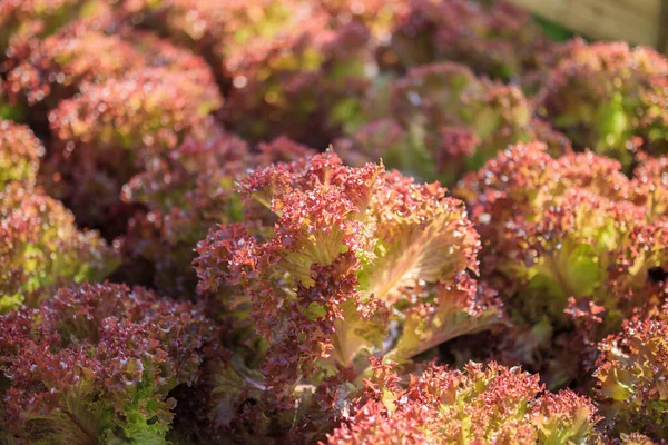 Insalata Lattuga Fresca Con Foglie Rosse Lollo Rossa Azienda Biologica — Foto Stock