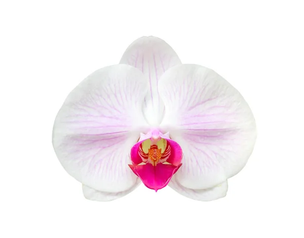 Beautiful Phalaenopsis Orchid Flower Isolated White Background — Stock Photo, Image