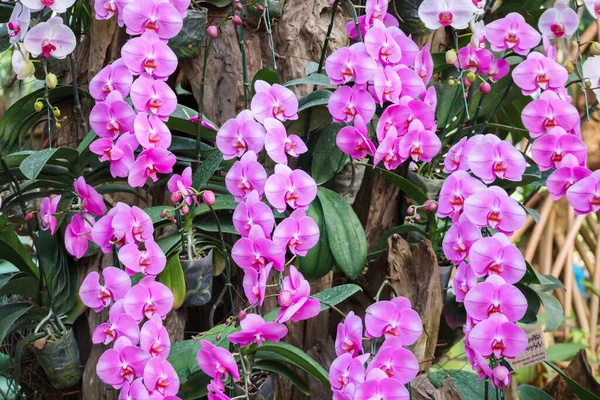 美しいハナショウブの花が庭に咲く花の背景 — ストック写真
