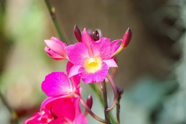 庭に咲く美しい蘭の花の背景 — ストック写真