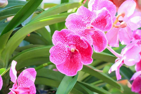 Beautiful Vanda Orchid Flower Blooming Garden Floral Background — Stock Photo, Image