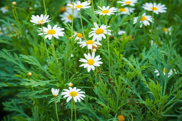 Kwiat Daisy Zielonymi Liśćmi — Zdjęcie stockowe