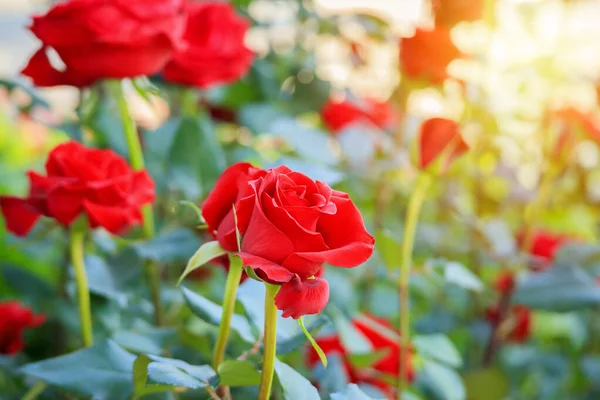 Красивые Красные Розы Цветок Саду — стоковое фото