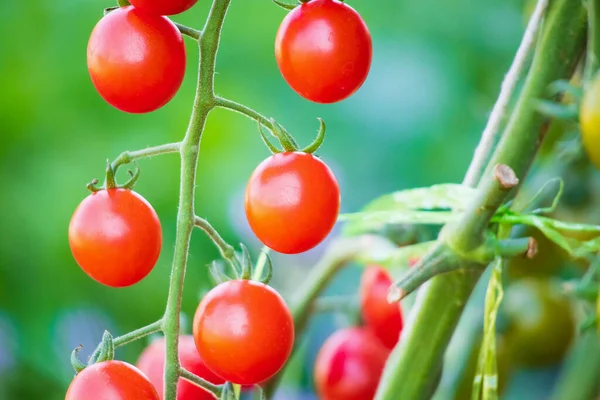 Fresh Red Ripe Tomatoes Hanging Vine Plant Growing Organic Garden — Stock Photo, Image