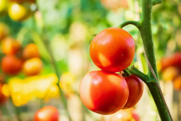 Fresh Red Ripe Tomatoes Hanging Vine Plant Growing Organic Garden — Stock Photo, Image