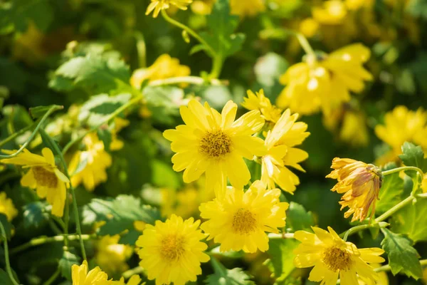 Jaune Fleur Chrysanthème Fond Rapproché — Photo