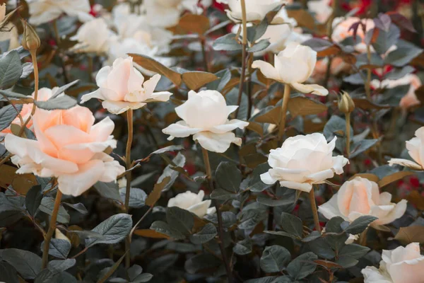 Belle Fleur Roses Colorées Dans Jardin — Photo